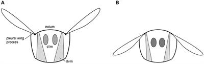 Toward a Dielectric Elastomer Resonator Driven Flapping Wing Micro Air Vehicle